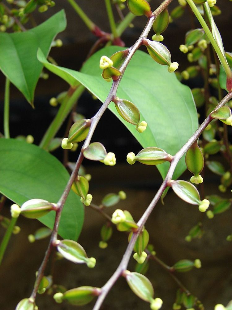 L’ube, UNE PLANTE-RESILIENCE